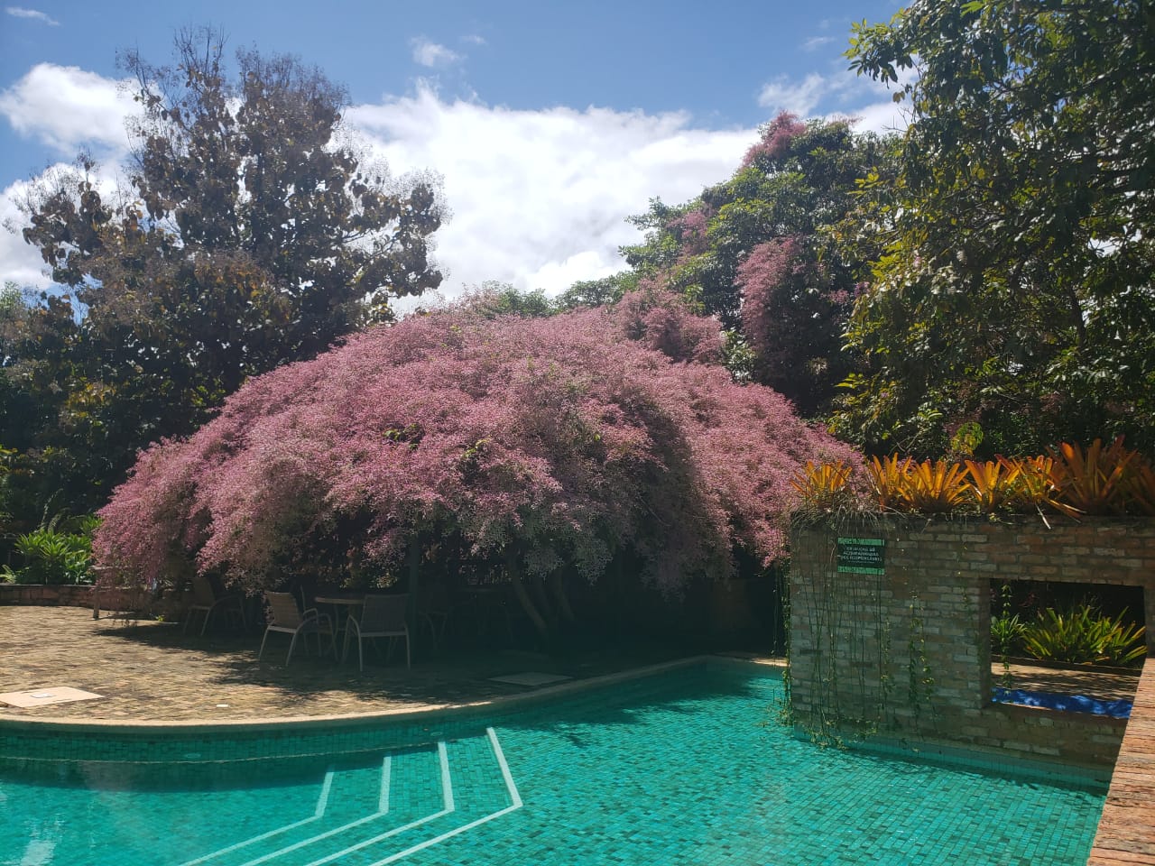 À beira da piscina do hotel, planta Congéia fica ainda mais linda na primavera